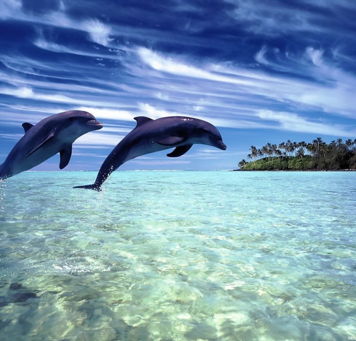 Dolphin Wallpapers HD Backgrounds