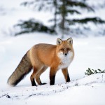 Fox Animal Wallpapers