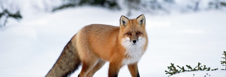 fox-animal-wallpapers