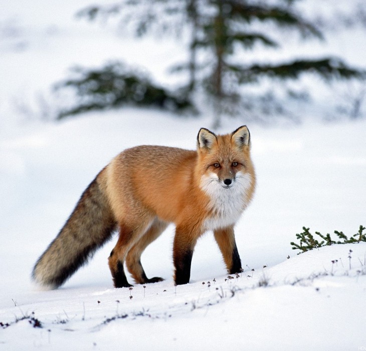 Fox Animal Wallpapers