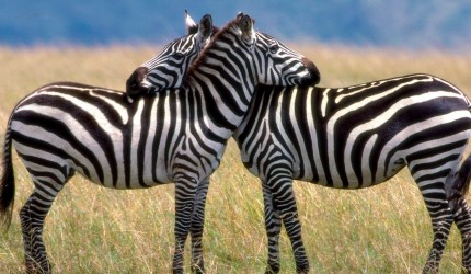 HD Zebra Wallpapers