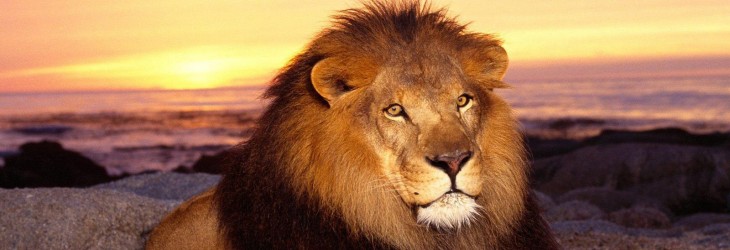 lion-king-wallpapers