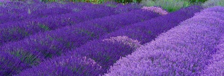 purple-flowers-wallpaper-hd