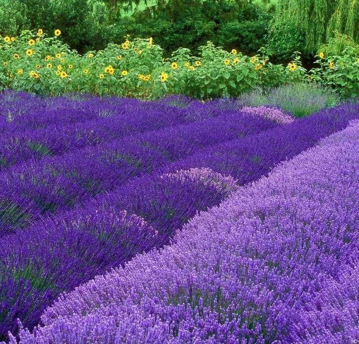 Purple Flowers Wallpaper HD