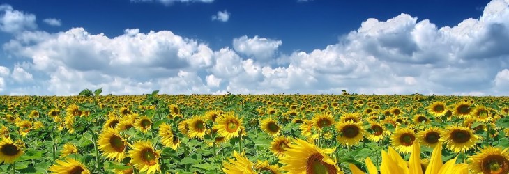 sunflower-wallpaper-download