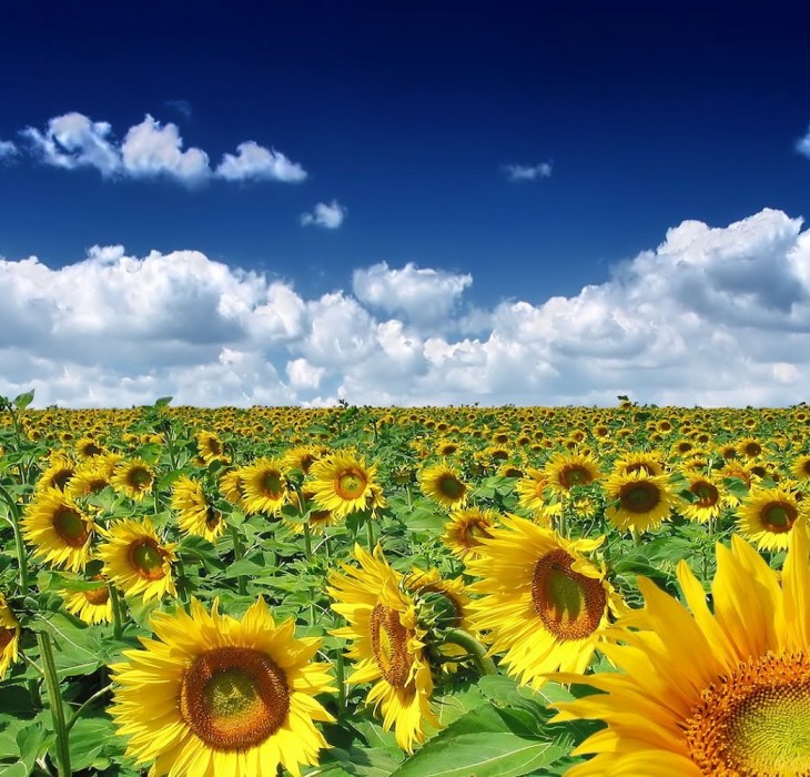 Sunflower Wallpaper Download