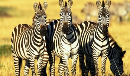 Zebra Wallpapers for Android