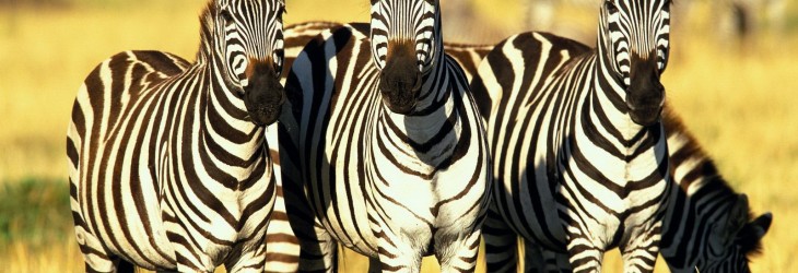 zebra-wallpapers-for-android