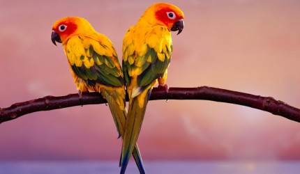 Beautiful Birds Wallpaper