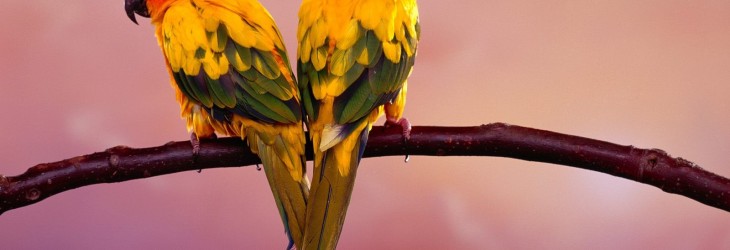 beautiful-birds-wallpaper