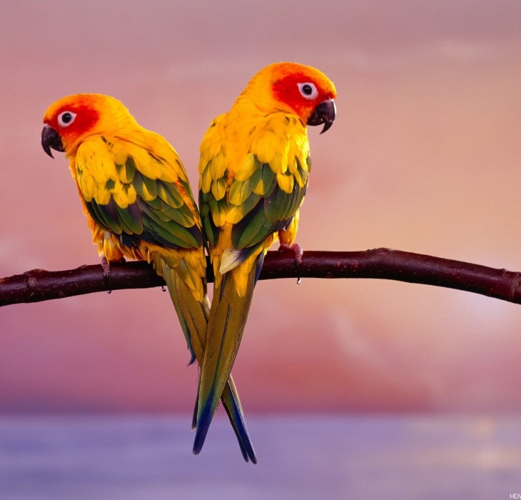 Beautiful Birds Wallpaper