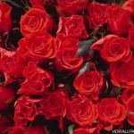 Beautiful Roses Pictures