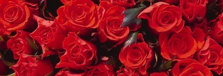 beautiful-roses-pictures