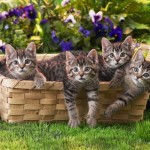 Cats Wallpaper free Download