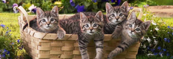 cats-wallpaper-free-download