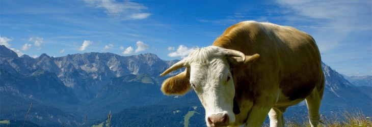 cow-wallpaper-download