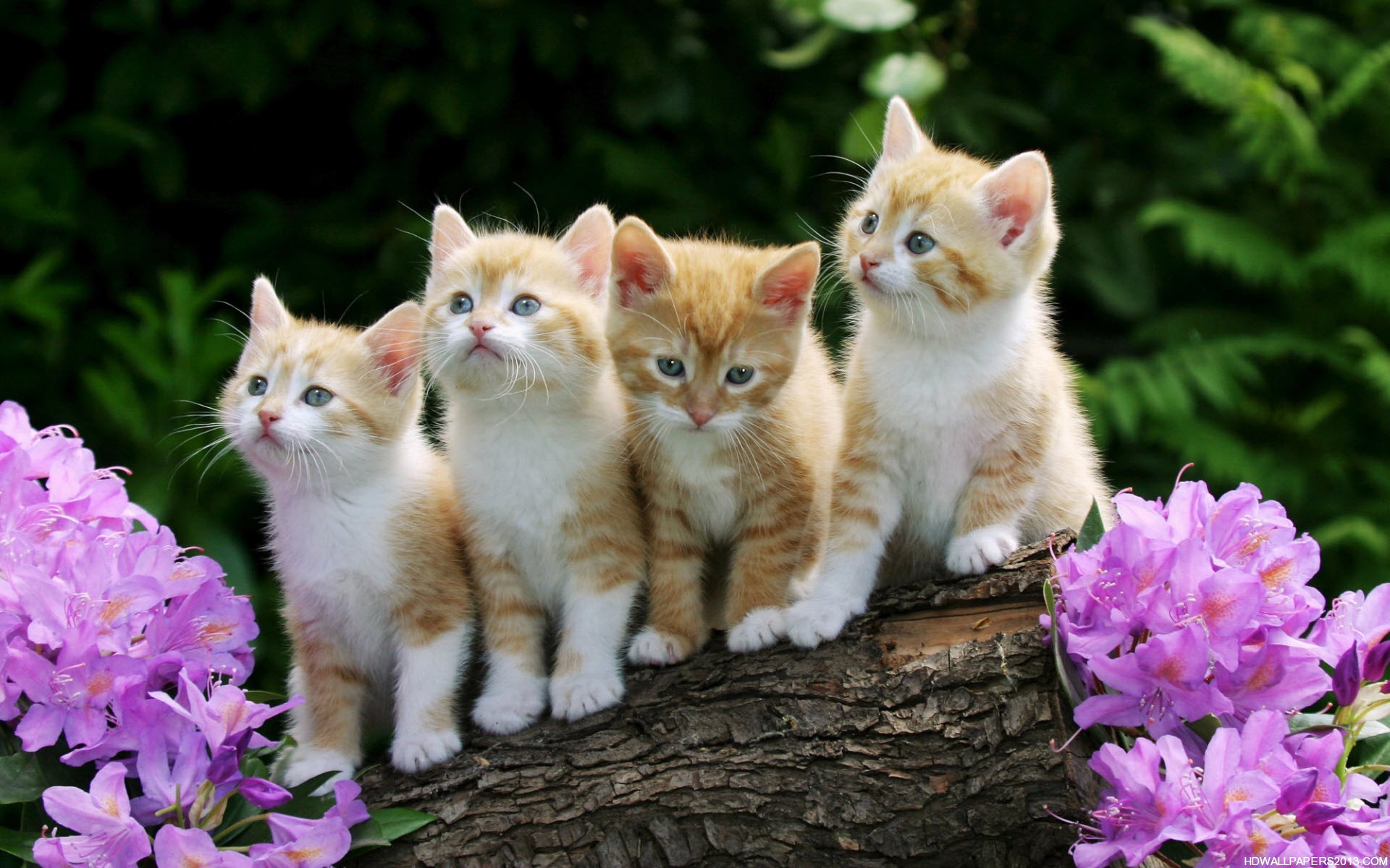 Cute Kitten Desktop Wallpaper | High Definition Wallpapers, High ...