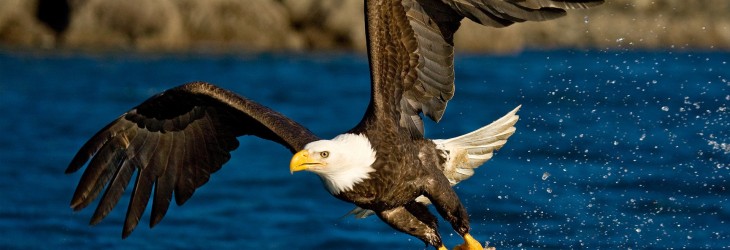 eagle-flying-wallpaper