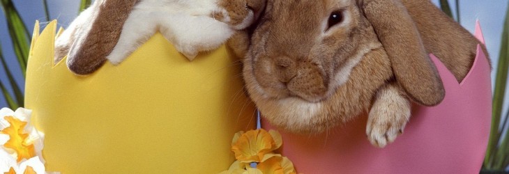 easter-bunny-pictures