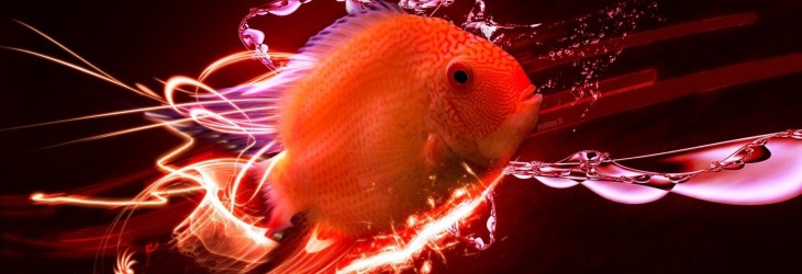 fish-3d-wallpaper