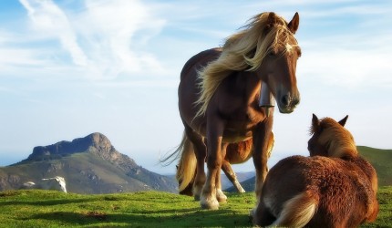 Free Horse Wallpapers