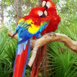 Love Bird Parrot
