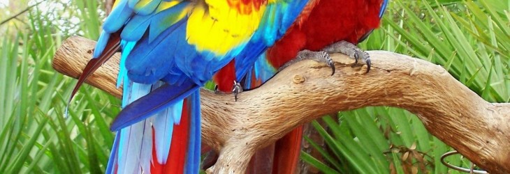 love-bird-parrot