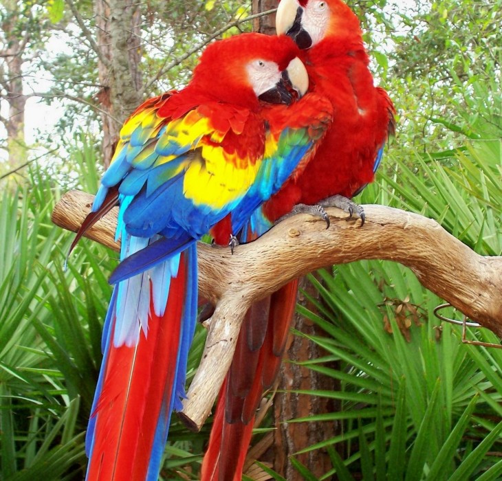 Love Bird Parrot