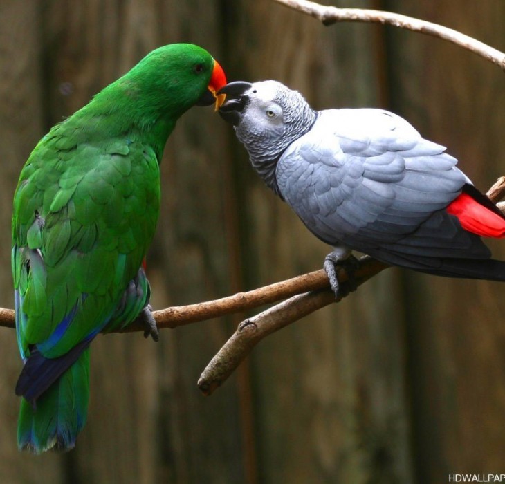 Love Parrots Wallpaper