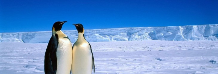 penguin-wallpaper-download