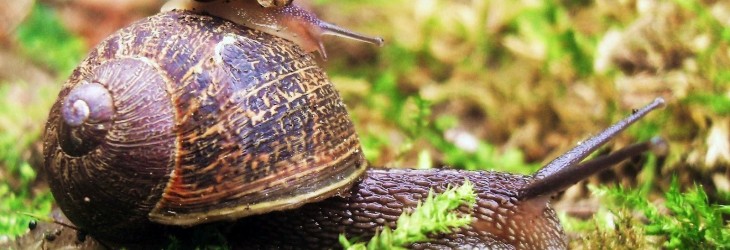 snail-desktop-wallpaper
