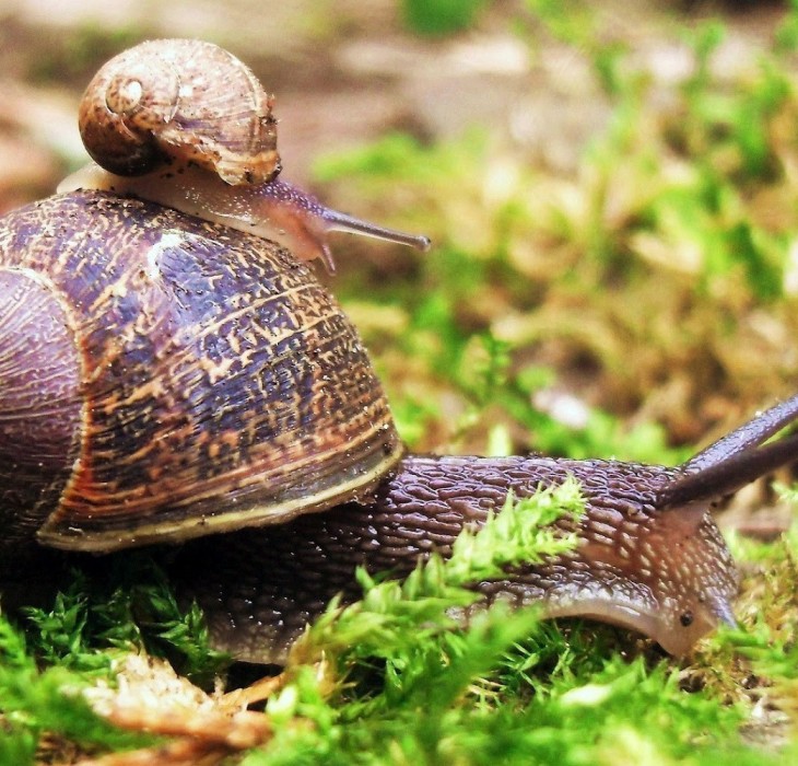 Snail Desktop Wallpaper