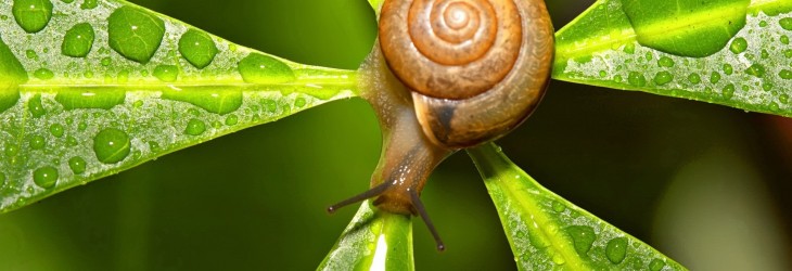 snail-wallpaper