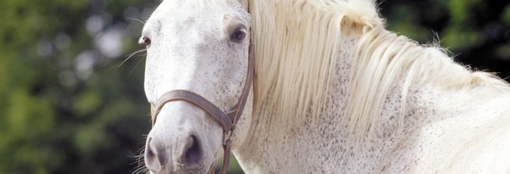 white-horse-wallpapers