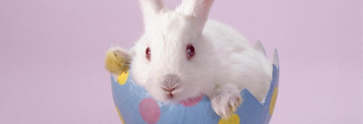white-rabbit-wallpaper