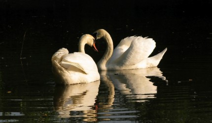 White Swans Wallpapers