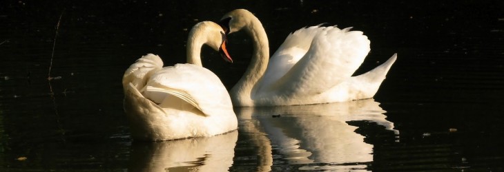 white-swans-wallpapers