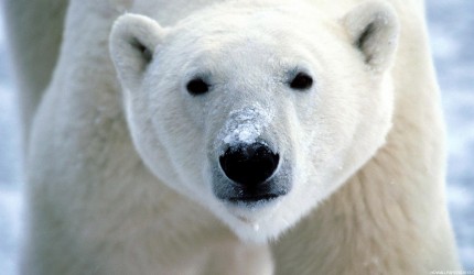 Arctic Polar Bear Wallpaper