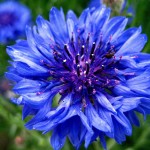 Blue flower HD