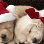 Christmas Puppies Wallpaper