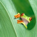 Frog peeping through leaf wallpaper