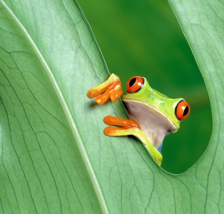 Frog peeping through leaf wallpaper