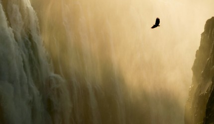 Eagle flying past a waterfall wallpaper