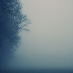 Misty Weather and Trees Wallpaper