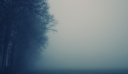 Misty Weather and Trees Wallpaper