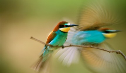Creative Hummingbird