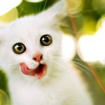 Crazy Tongue Licking White Cat