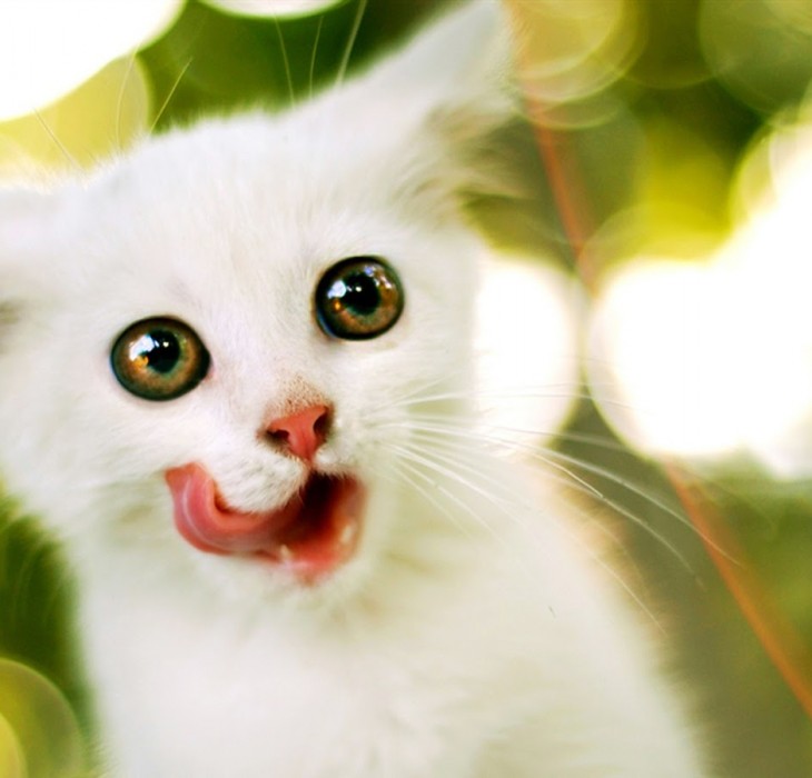 Crazy Tongue Licking White Cat