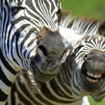 Funny HD Laughing Zebra