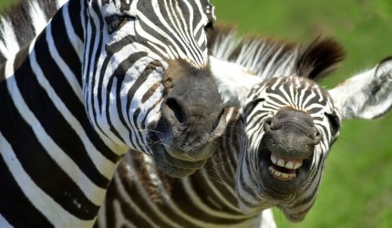 Funny HD Laughing Zebra